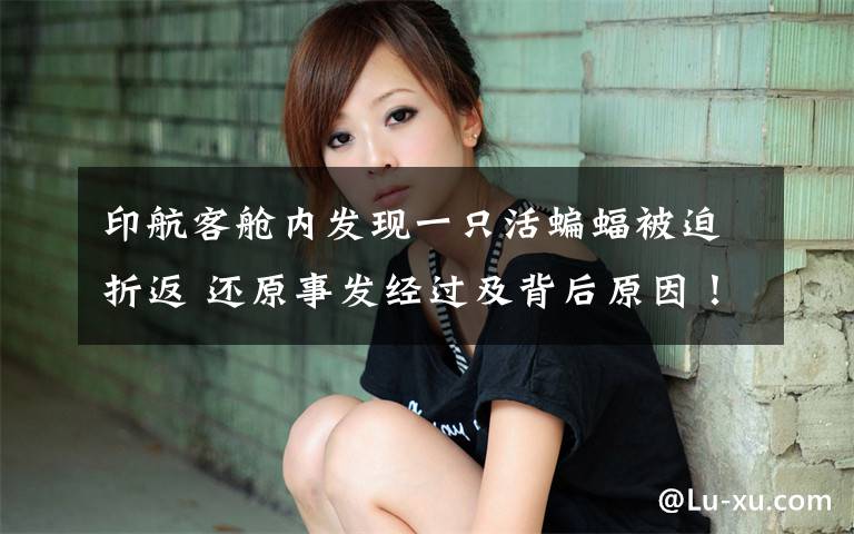 印航客舱内发现一只活蝙蝠被迫折返 还原事发经过及背后原因!