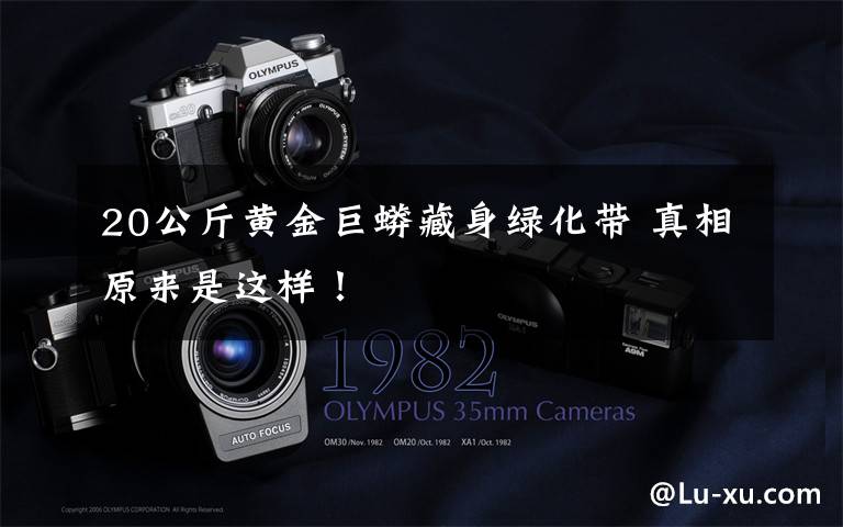 20公斤黄金巨蟒藏身绿化带 真相原来是这样！