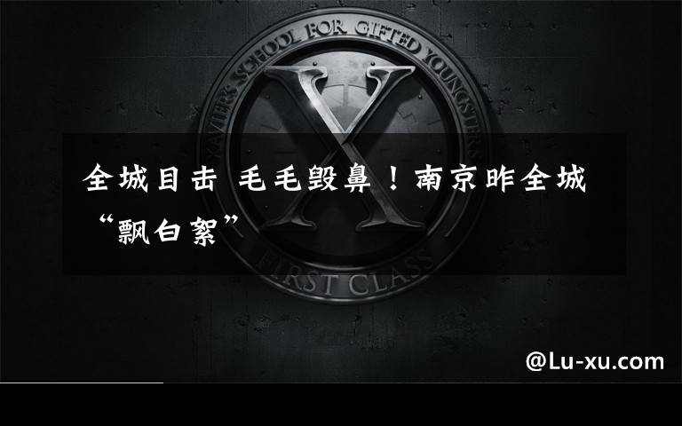 全城目击 毛毛毁鼻!南京昨全城“飘白絮”