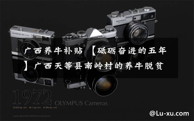 广西养牛补贴 【砥砺奋进的五年】广西天等县南岭村的养牛脱贫故事:牛儿犇犇 奔向幸福