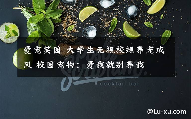 爱宠笑园 大学生无视校规养宠成风 校园宠物:爱我就别养我