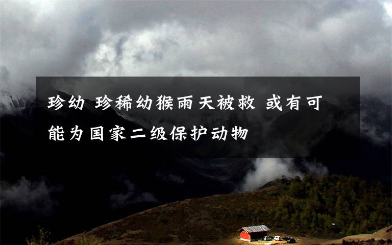 珍幼 珍稀幼猴雨天被救 或有可能为国家二级保护动物