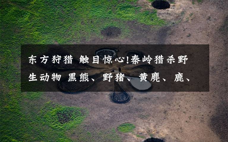 东方狩猎 触目惊心!秦岭猎杀野生动物 黑熊、野猪、黄麂、鹿、果子狸……
