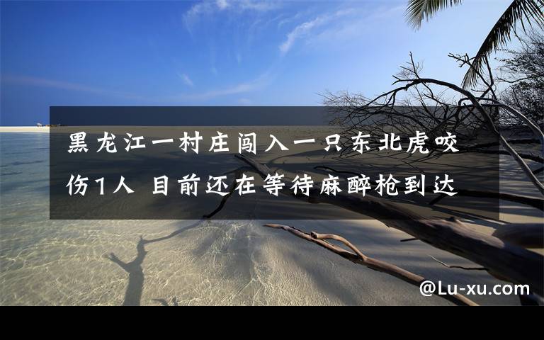 黑龙江一村庄闯入一只东北虎咬伤1人 目前还在等待麻醉枪到达现场 具体是什么情况?
