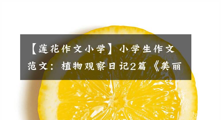 【莲花作文小学】小学生作文范文：植物观察日记2篇《美丽的荷花》
