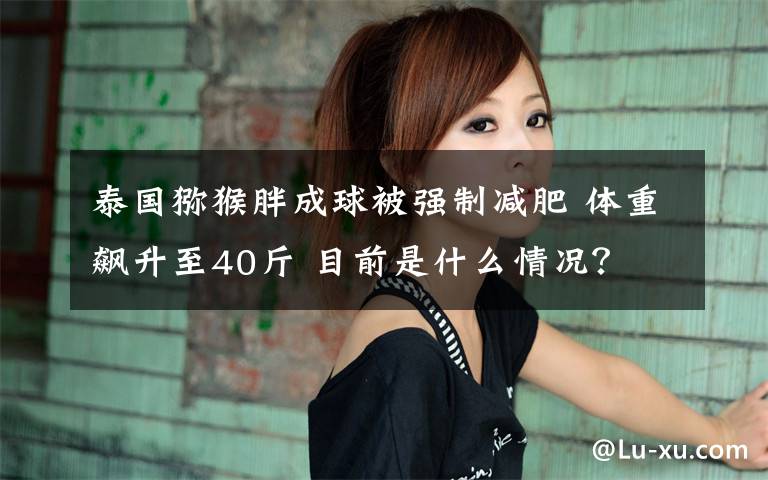 泰国猕猴胖成球被强制减肥 体重飙升至40斤 目前是什么情况?