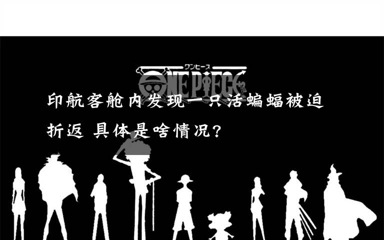 印航客舱内发现一只活蝙蝠被迫折返 具体是啥情况?