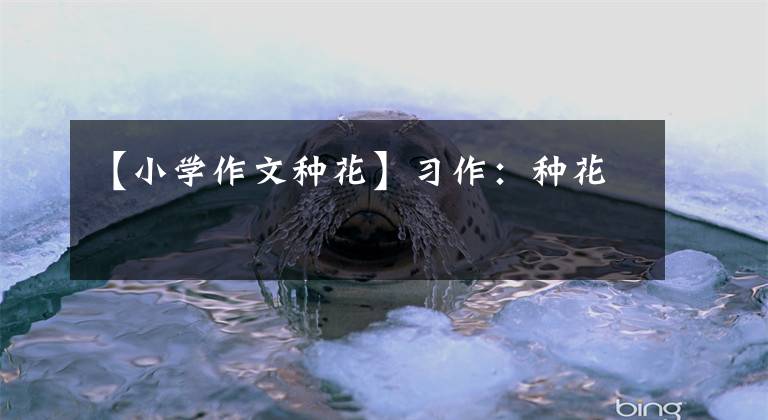 【小学作文种花】习作:种花