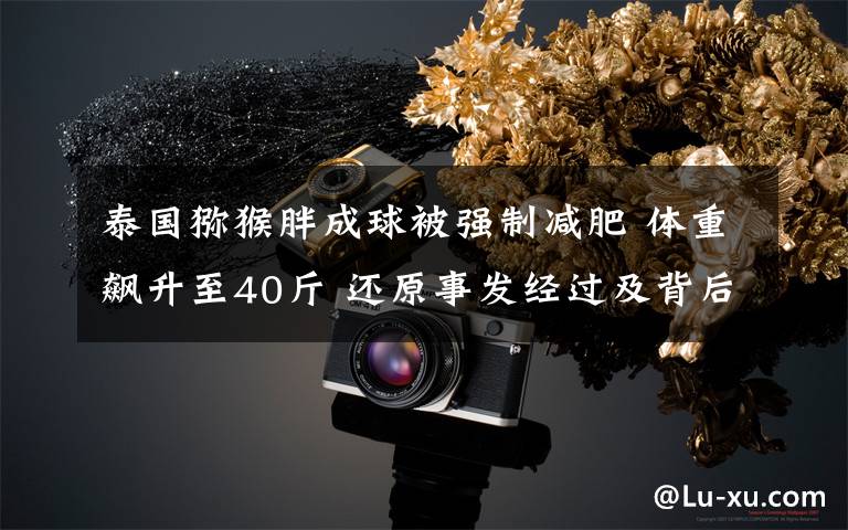 泰国猕猴胖成球被强制减肥 体重飙升至40斤 还原事发经过及背后真相!