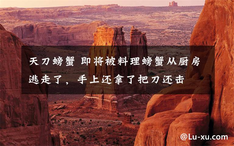 天刀螃蟹 即将被料理螃蟹从厨房逃走了,手上还拿了把刀还击