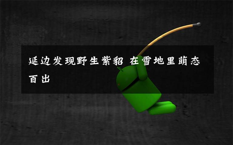 延边发现野生紫貂 在雪地里萌态百出