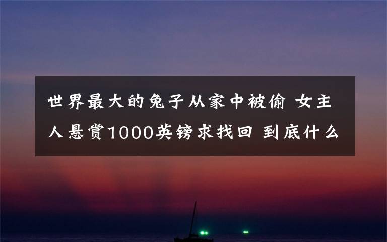 世界最大的兔子从家中被偷 女主人悬赏1000英镑求找回 到底什么情况呢?