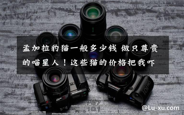 孟加拉豹猫一般多少钱 做只尊贵的喵星人!这些猫的价格把我吓哭了!