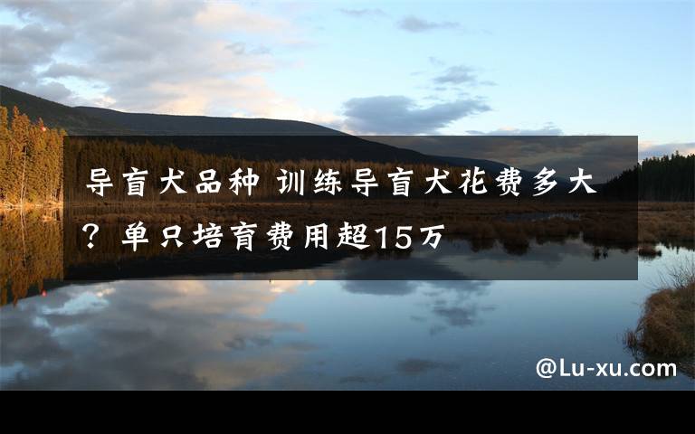 导盲犬品种 训练导盲犬花费多大？单只培育费用超15万