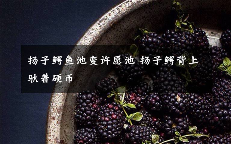 扬子鳄鱼池变许愿池 扬子鳄背上驮着硬币