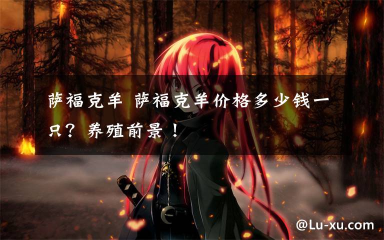 萨福克羊 萨福克羊价格多少钱一只？养殖前景！