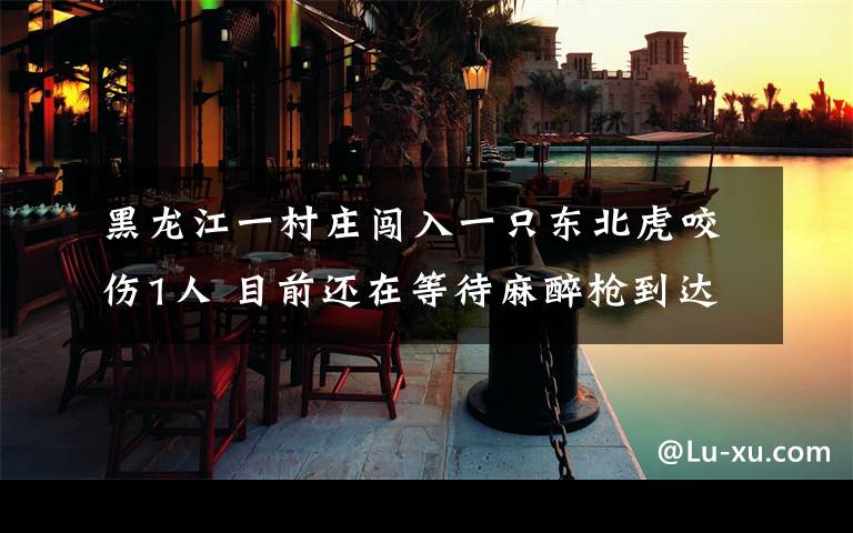 黑龙江一村庄闯入一只东北虎咬伤1人 目前还在等待麻醉枪到达现场 到底什么情况呢?