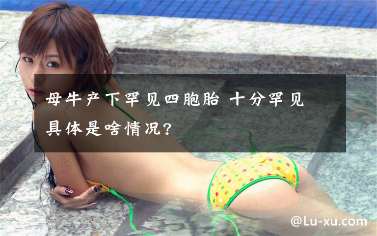 母牛产下罕见四胞胎 十分罕见 具体是啥情况?