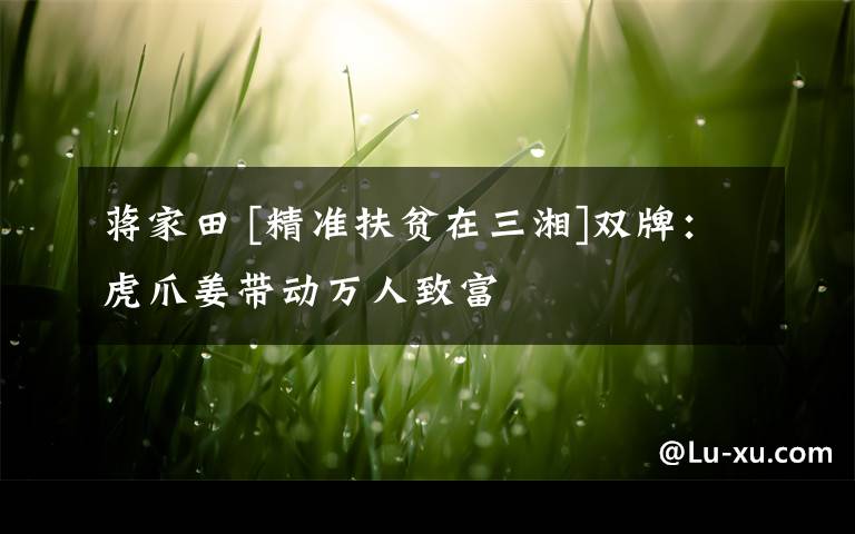 蒋家田 [精准扶贫在三湘]双牌：虎爪姜带动万人致富