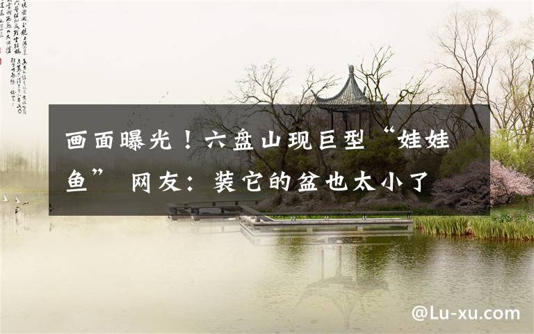 画面曝光!六盘山现巨型“娃娃鱼” 网友:装它的盆也太小了