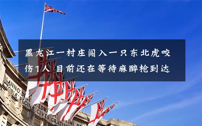 黑龙江一村庄闯入一只东北虎咬伤1人 目前还在等待麻醉枪到达现场 事件详情始末介绍!