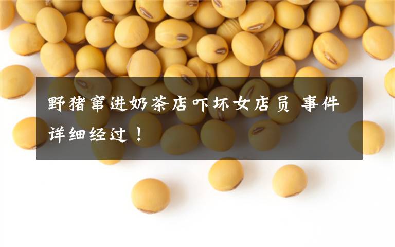 野猪窜进奶茶店吓坏女店员 事件详细经过!