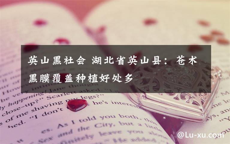 英山黑社会 湖北省英山县:苍术黑膜覆盖种植好处多