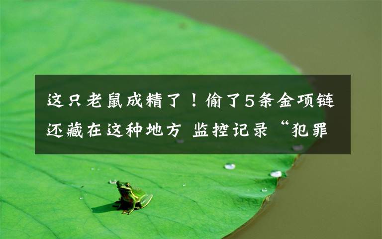 这只老鼠成精了！偷了5条金项链还藏在这种地方 监控记录“犯罪”经过