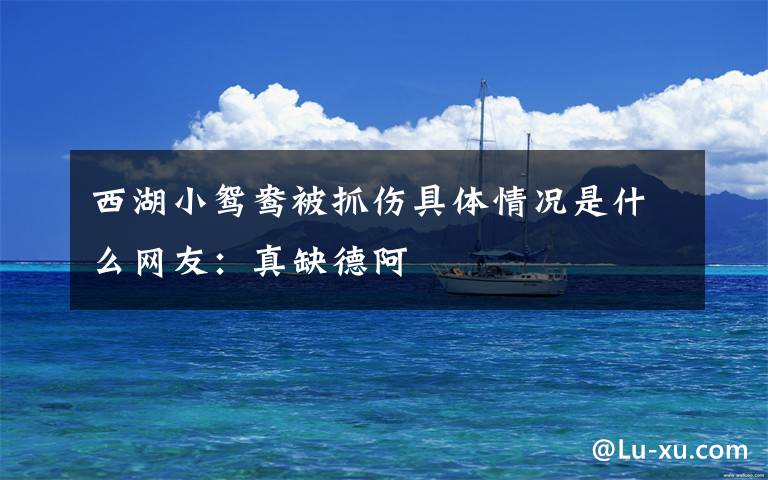 西湖小鸳鸯被抓伤具体情况是什么网友:真缺德阿