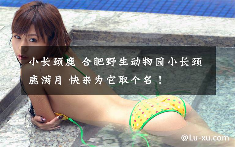 小长颈鹿 合肥野生动物园小长颈鹿满月 快来为它取个名!