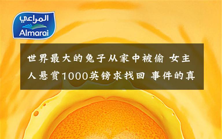 世界最大的兔子从家中被偷 女主人悬赏1000英镑求找回 事件的真相是什么?