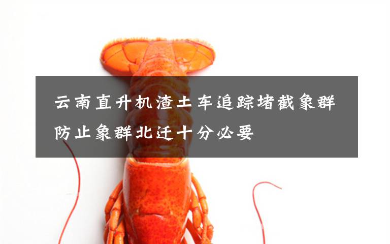 云南直升机渣土车追踪堵截象群 防止象群北迁十分必要