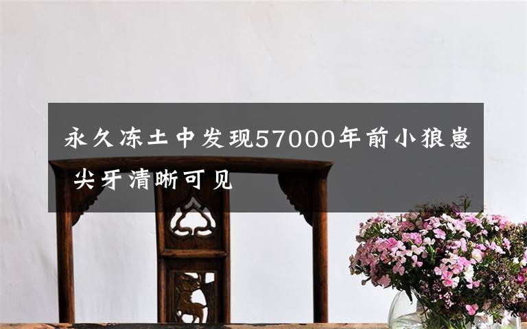 永久冻土中发现57000年前小狼崽 尖牙清晰可见