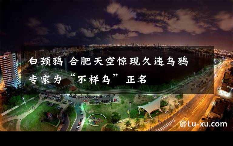 白颈鸦 合肥天空惊现久违乌鸦 专家为“不祥鸟”正名