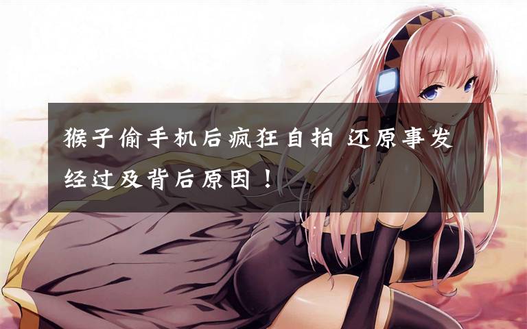猴子偷手机后疯狂自拍 还原事发经过及背后原因!