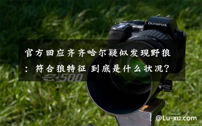 官方回应齐齐哈尔疑似发现野狼：符合狼特征 到底是什么状况？