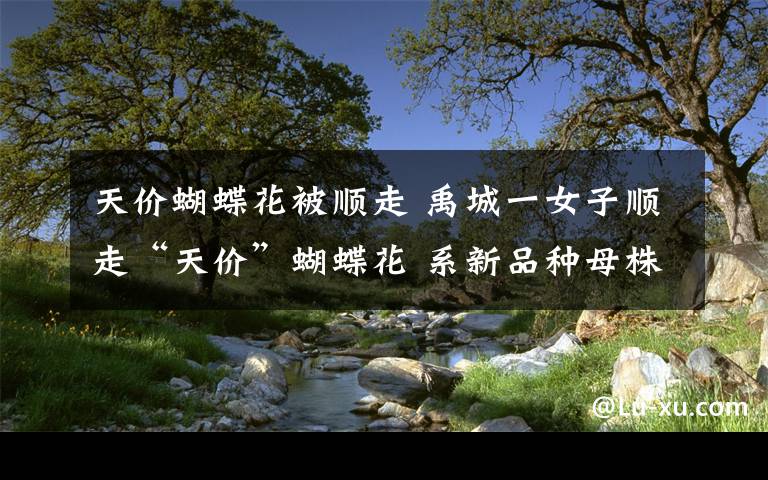 天价蝴蝶花被顺走 禹城一女子顺走“天价”蝴蝶花 系新品种母株价值2000万