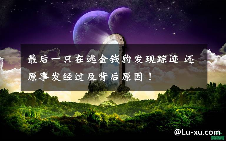 最后一只在逃金钱豹发现踪迹 还原事发经过及背后原因!