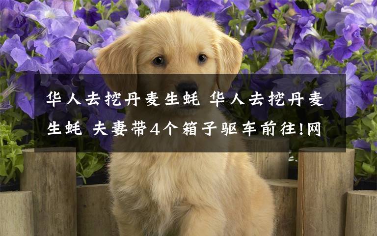 华人去挖丹麦生蚝 华人去挖丹麦生蚝 夫妻带4个箱子驱车前往!网友:把段子过成日子!