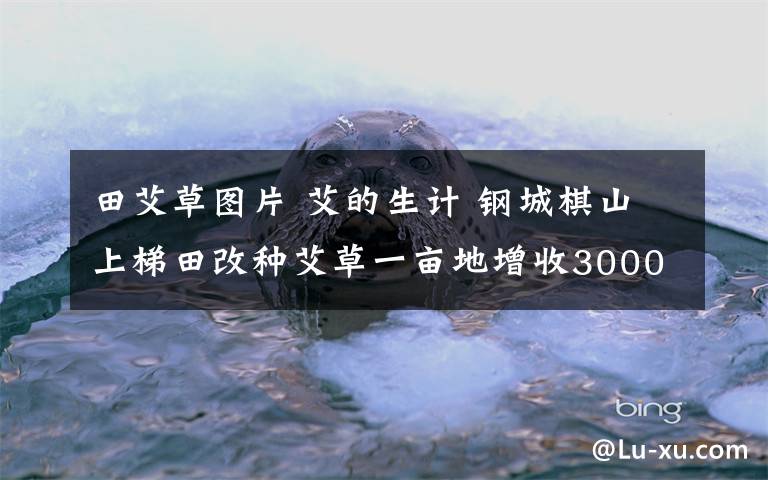 田艾草图片 艾的生计 钢城棋山上梯田改种艾草一亩地增收3000元