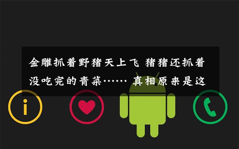 金雕抓着野猪天上飞 猪猪还抓着没吃完的青菜…… 真相原来是这样!
