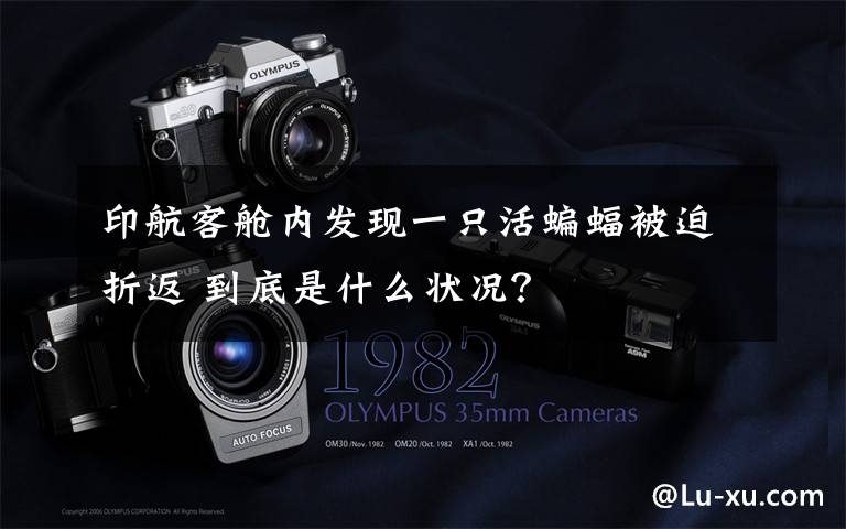 印航客舱内发现一只活蝙蝠被迫折返 到底是什么状况?