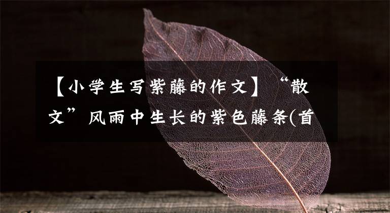 【小学生写紫藤的作文】“散文”风雨中生长的紫色藤条(首发)