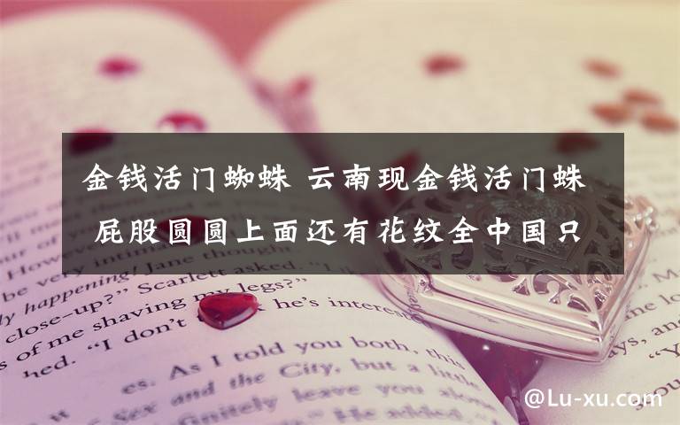 金钱活门蜘蛛 云南现金钱活门蛛 屁股圆圆上面还有花纹全中国只有6只?