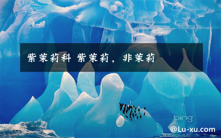 紫茉莉科 紫茉莉,非茉莉