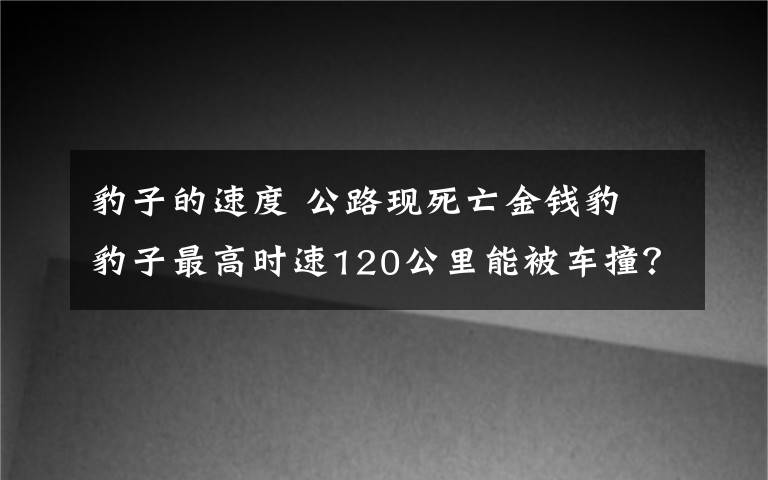 豹子的速度 公路现死亡金钱豹 豹子最高时速120公里能被车撞?