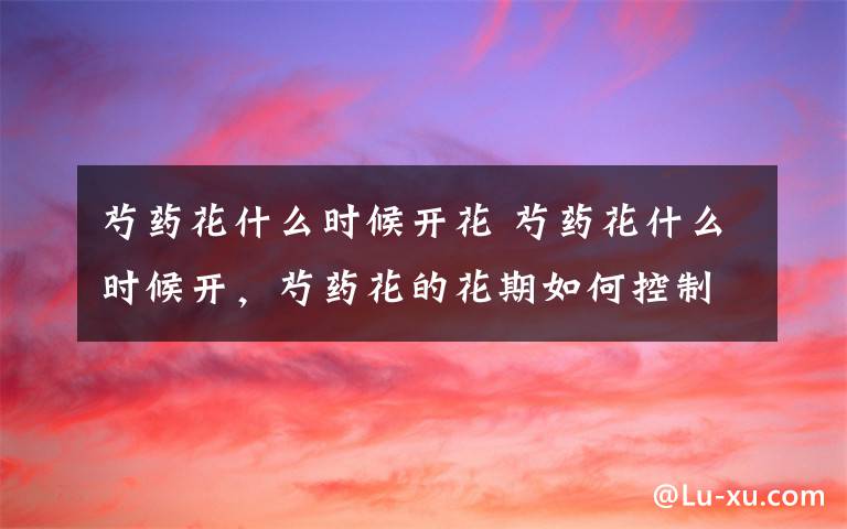 芍药花什么时候开花 芍药花什么时候开，芍药花的花期如何控制