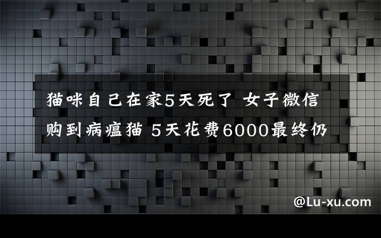 猫咪自己在家5天死了 女子微信购到病瘟猫 5天花费6000最终仍然死亡