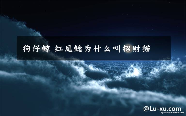 狗仔鲸 红尾鲶为什么叫招财猫