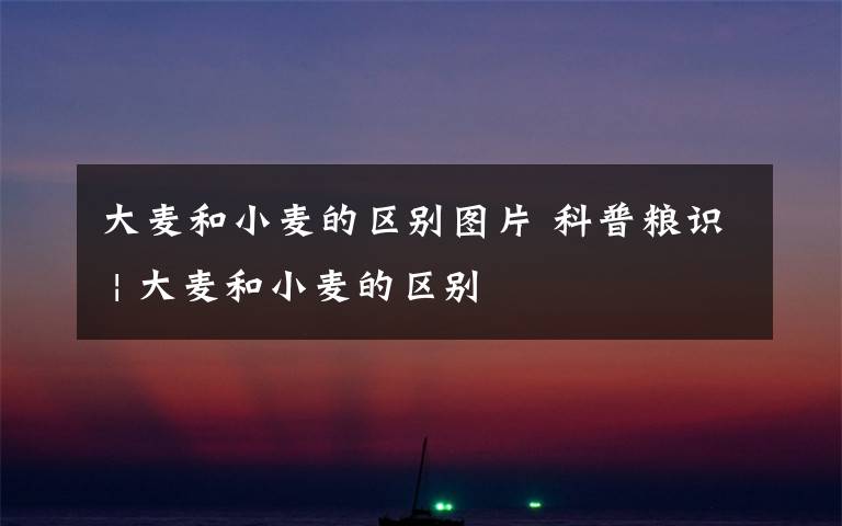 大麦和小麦的区别图片 科普粮识 | 大麦和小麦的区别